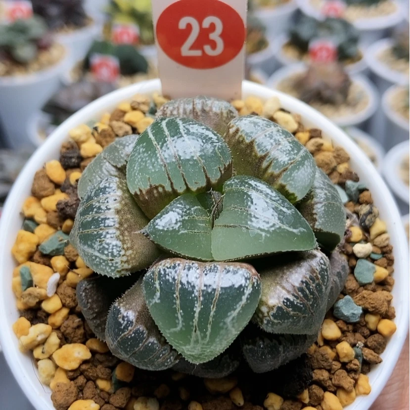 【闪购商品】23云遮月