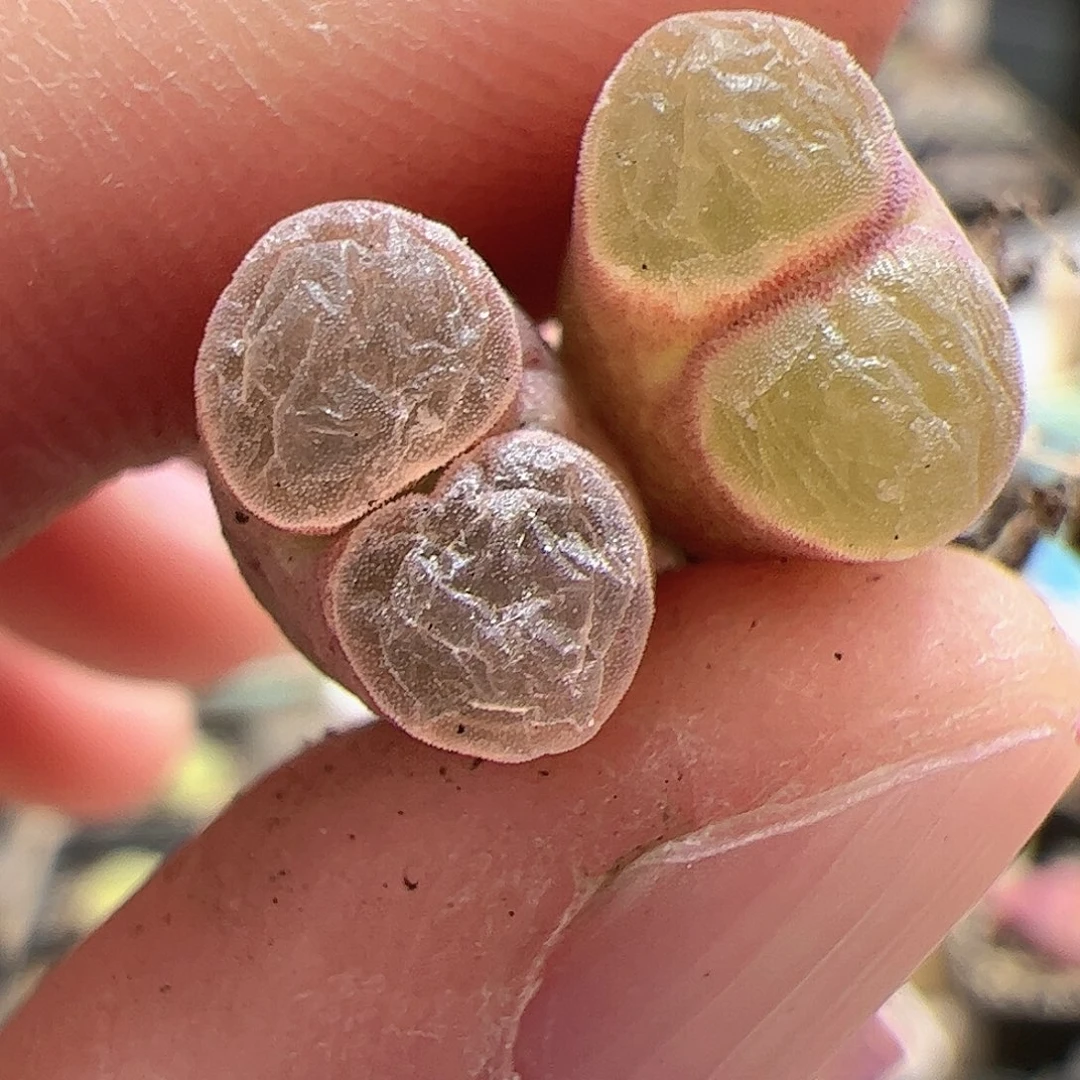 【闪购商品】111 磁铁