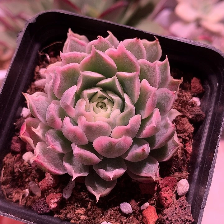 海林娜锦锦锦锦锦