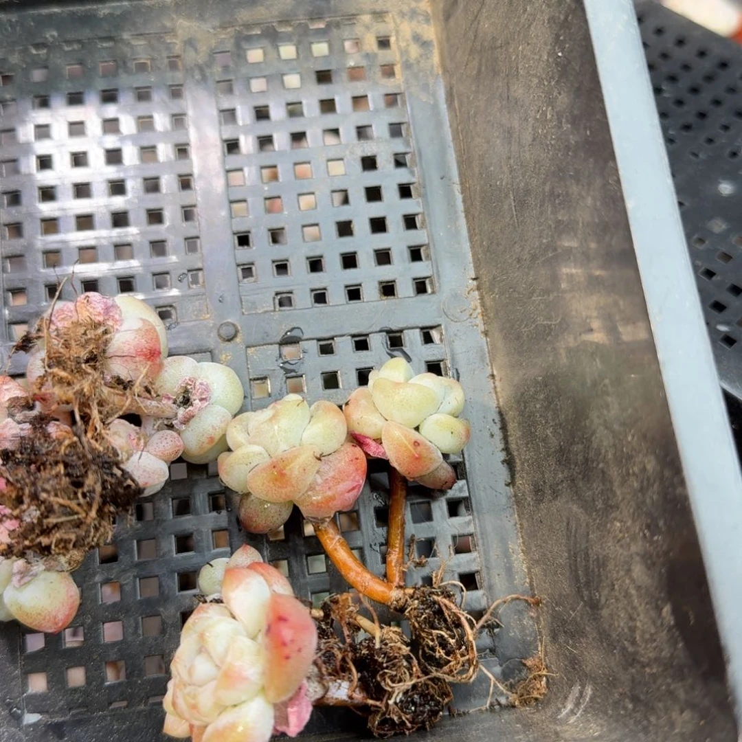 昊***贝111 号到手1框，江北多肉