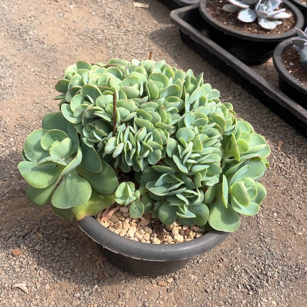 碧桃缀化福利放送