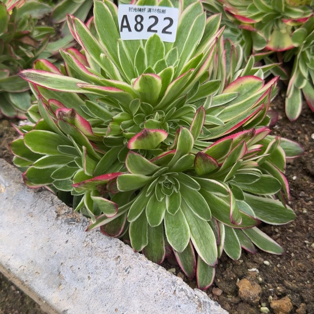 822海王。多肉植物