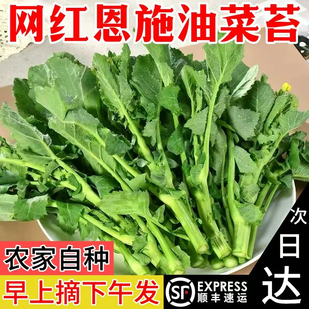 【油菜苔】湖北霜打油菜苔青菜苔露天生态种植绿色鲜嫩蔬菜现摘现发