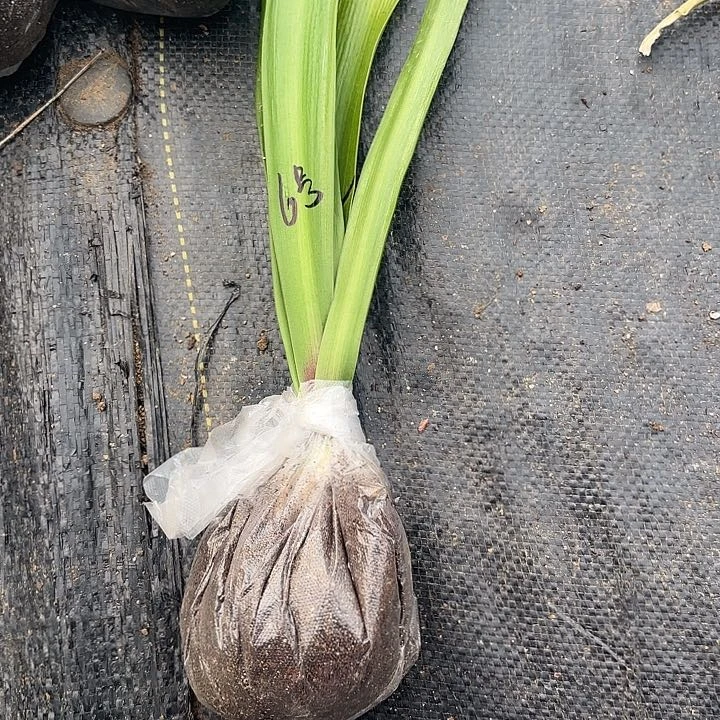 选美皇后4左右闪6号