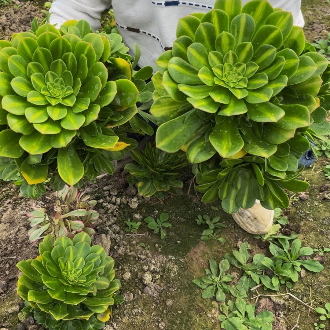 翡翠琉璃多肉植物捧花