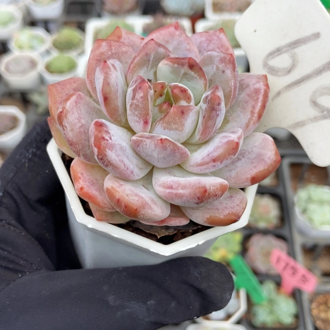 619韩橙多肉植物多破了