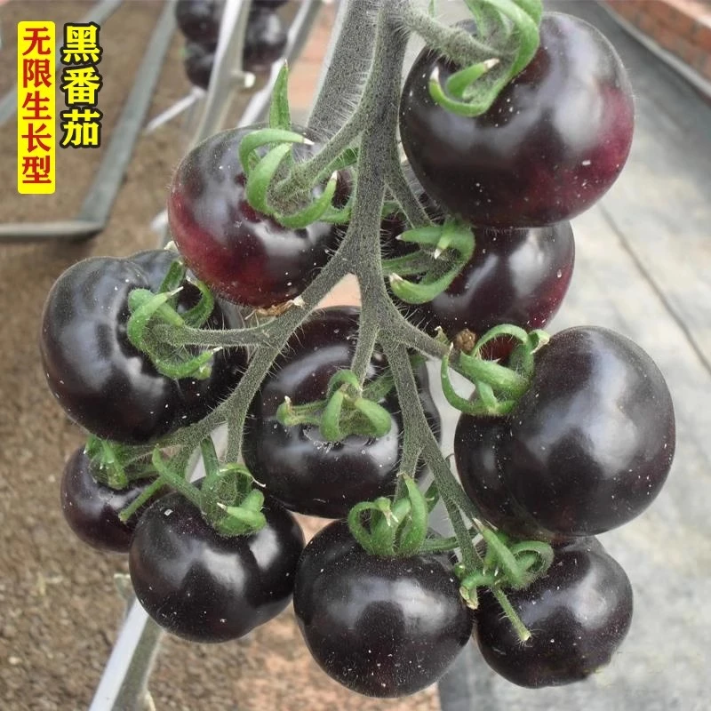 黑番茄秧苗番茄苗黑珍珠紫色番茄家庭阳台盆栽成活优质秧苗种苗