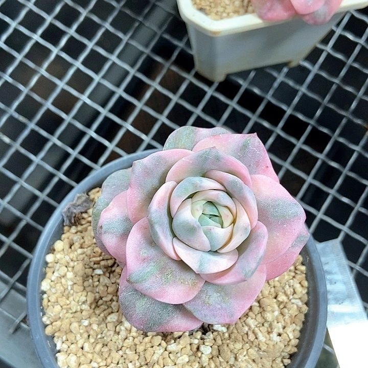 小***名可爱玫瑰彩锦多肉植物