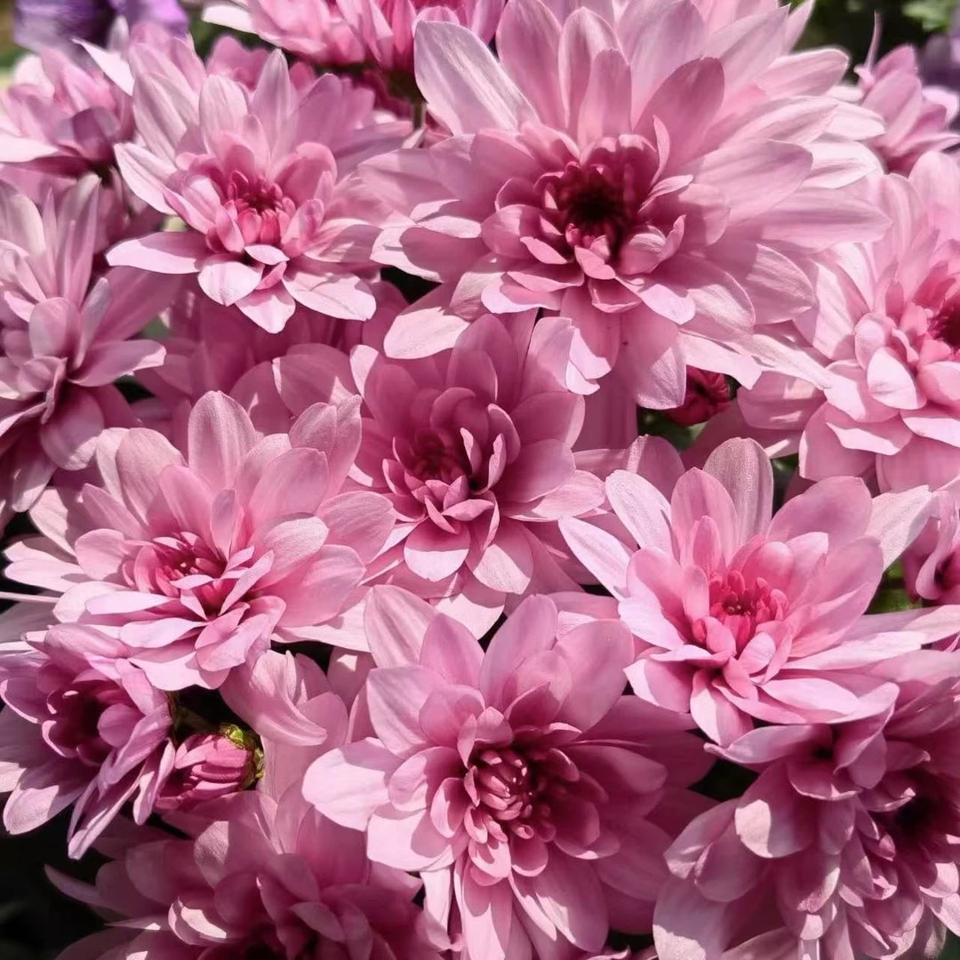 梦幻水晶小菊盆栽花卉庭院阳台耐寒耐晒爆花强新手易养护