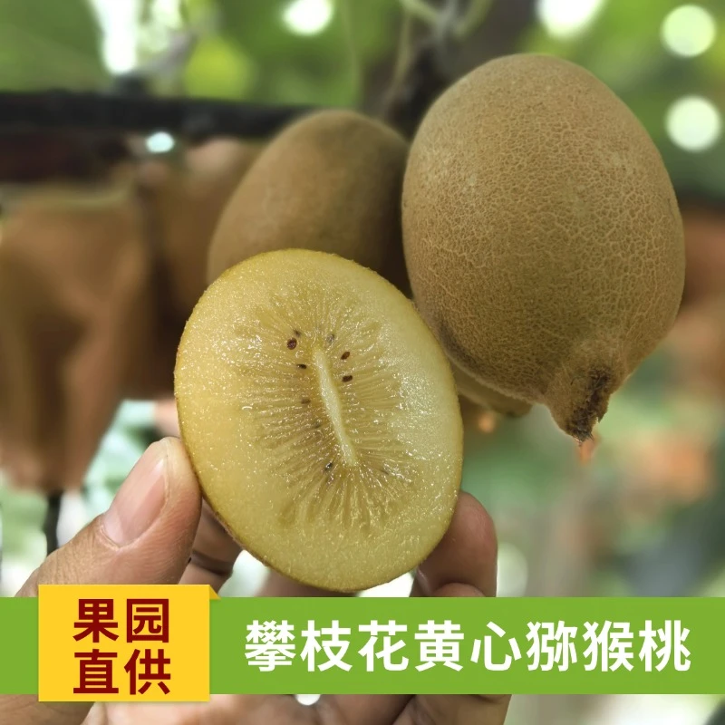 猕猴桃/四川攀枝花黄心猕猴桃奇异果孕妇水果皮薄肉厚维C丰富
