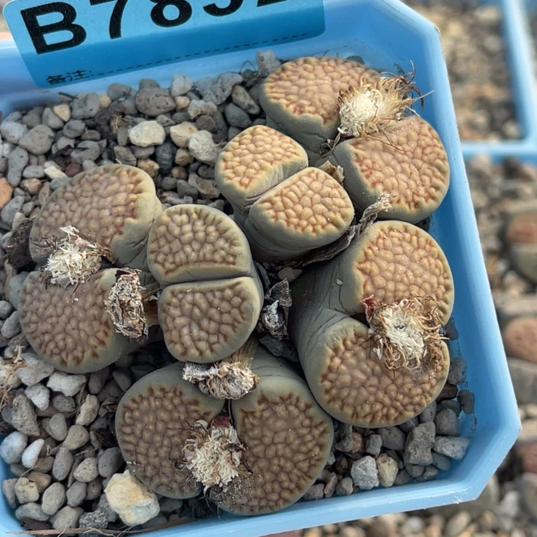 7832六头柠檬巴里群一颗