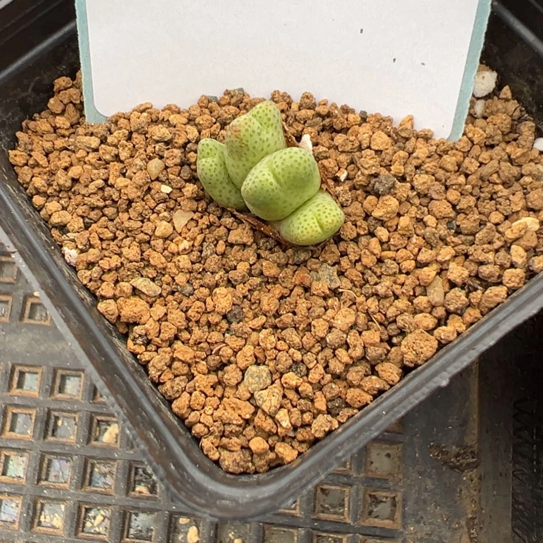 17-58肉锥多肉植物