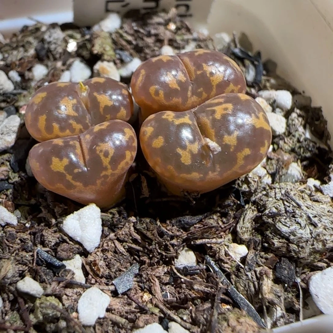 肉锥多肉植物组合-爱心勋章1260