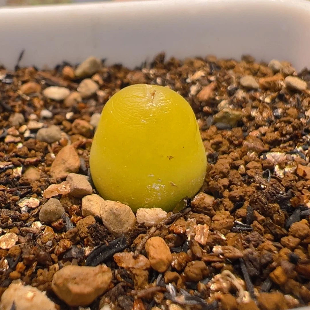 104多肉植物百科小葫芦