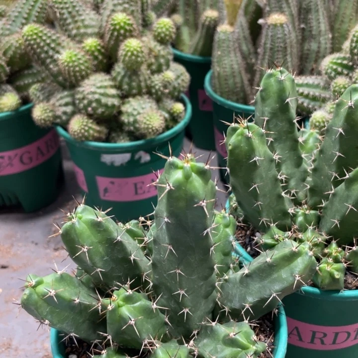 群生新品红花美花角一杯