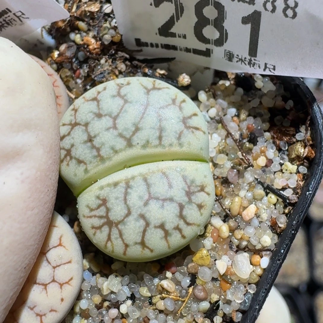 小***乖zzzz生石花肉锥281