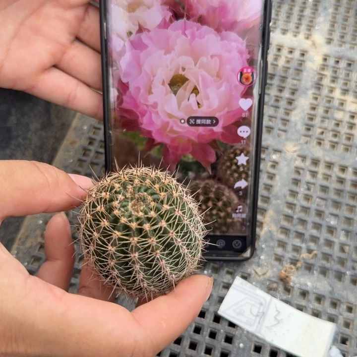 G3无根侧牙一物一拍