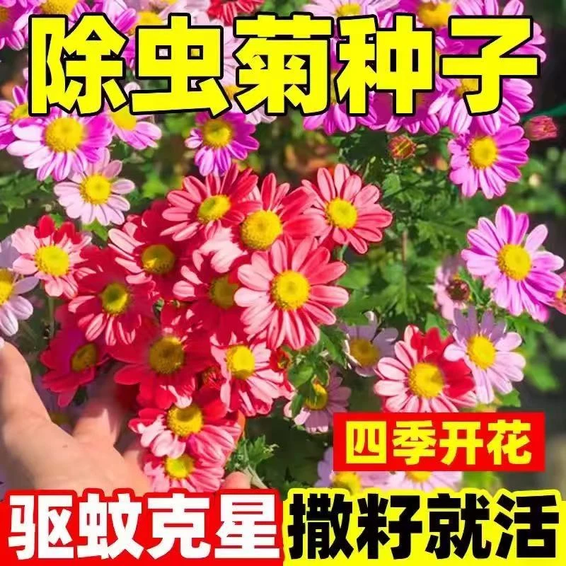除虫菊种子四季开花菊花种子盆栽地栽混色散装易种植驱蚊种子