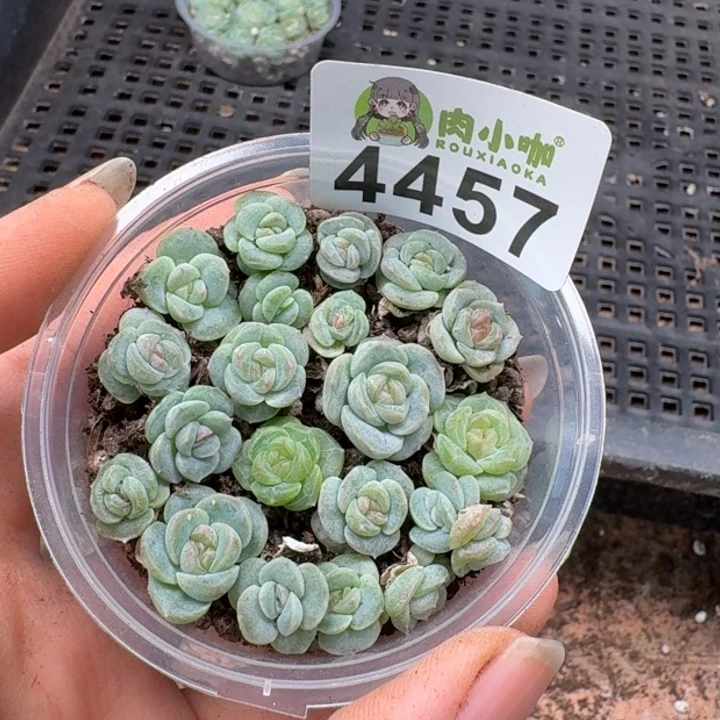 初****多肉植物多肉植物