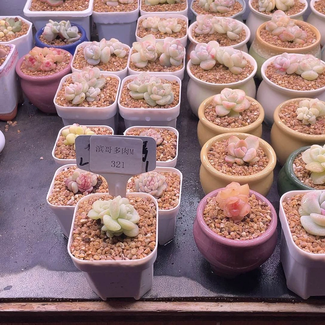 蓝**?滨哥多肉M321冰玉石化