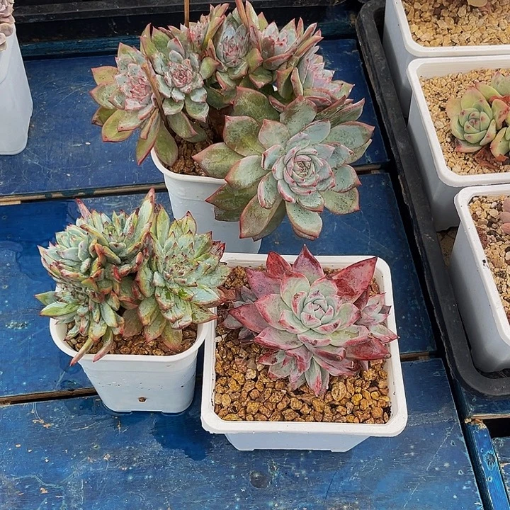 多肉植物两个小鸟加祖母绿