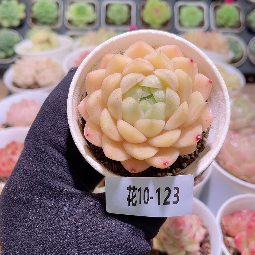 花利美10-123麦秆单头