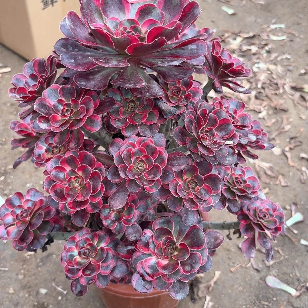 无花朵14丽娜多肉植物