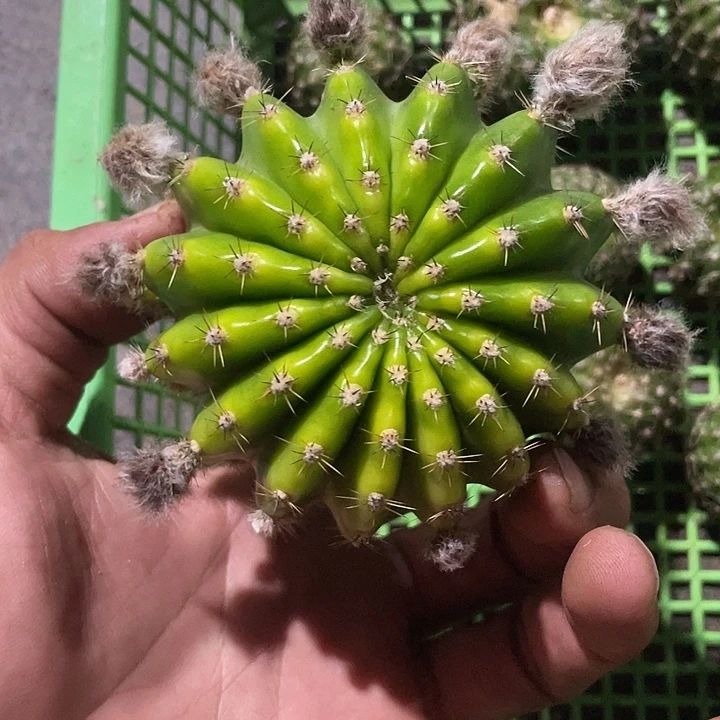 圆***z嘟8号8公分左右福利