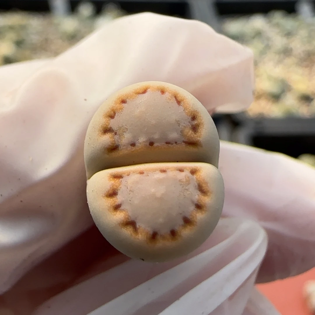 11.26辛然园艺c216饼干9046