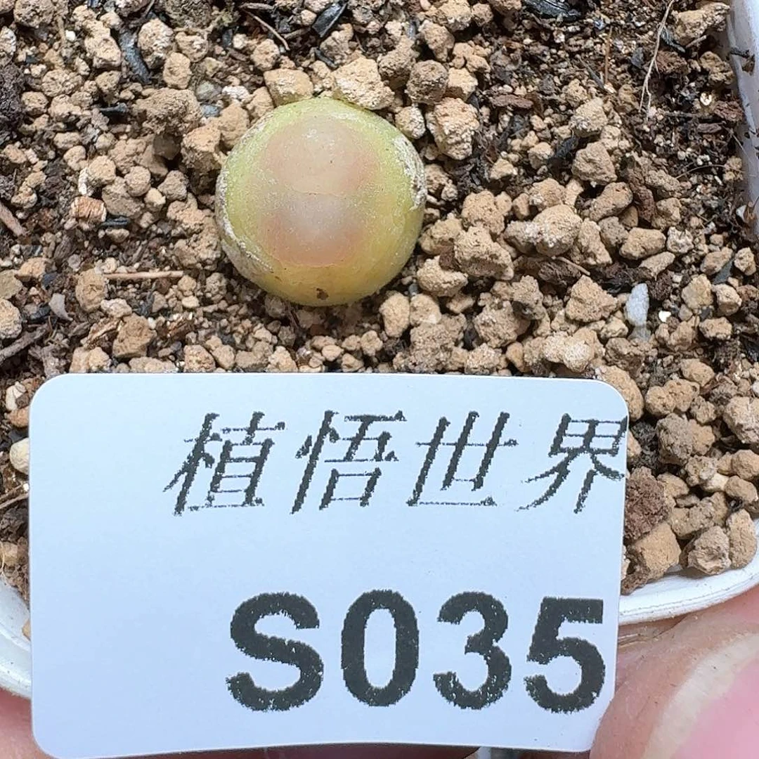 多肉植物的植物哇