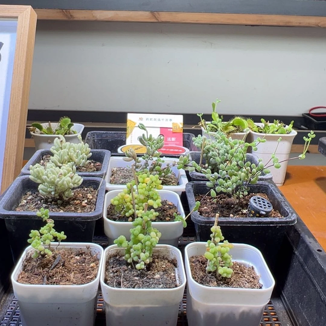 枝干番杏多肉植物126