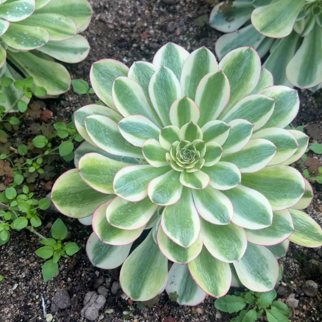 万白手捧多肉植物