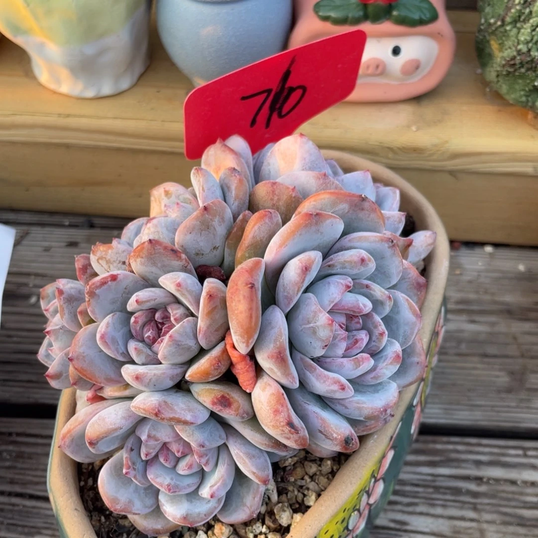 橙梦露石榴籽多肉植物