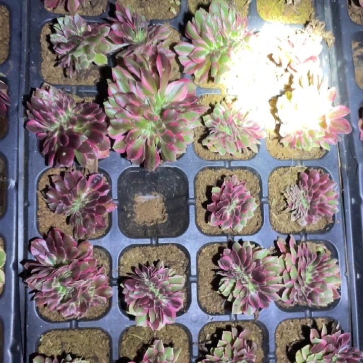 粉女郎缀化凑单15包邮