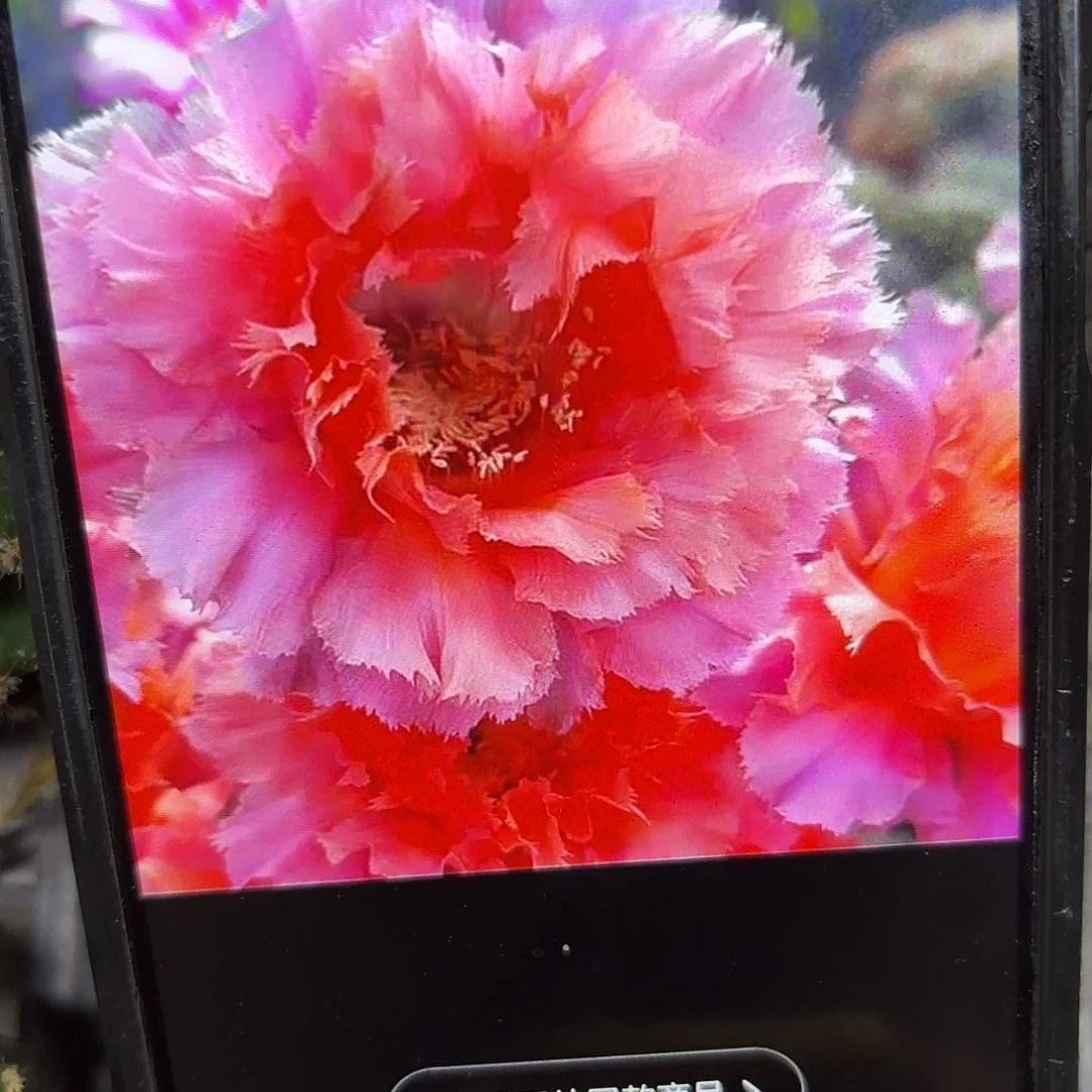 魅羽彩侧牙20包邮仙人球16