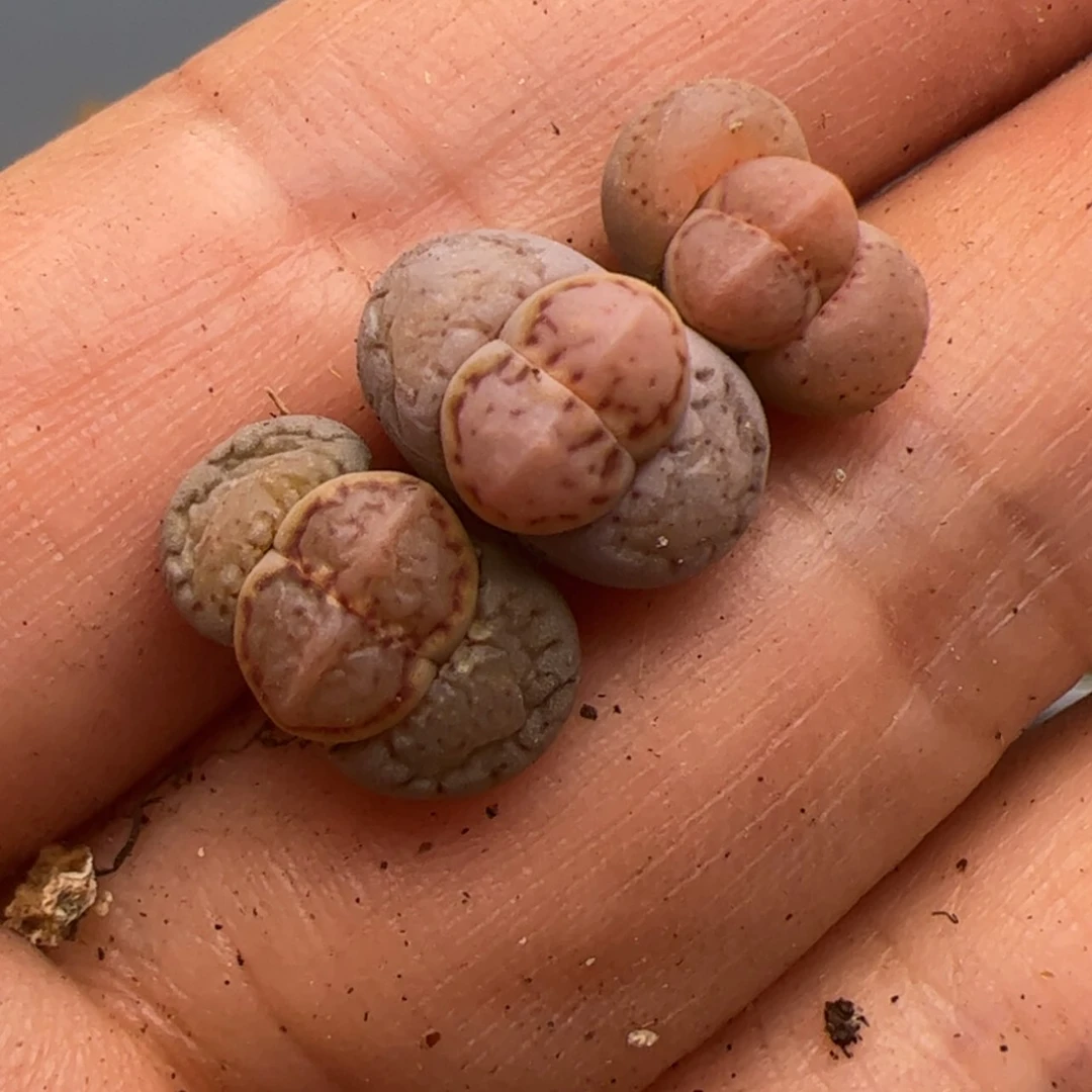 【闪购商品】哦**王00000016