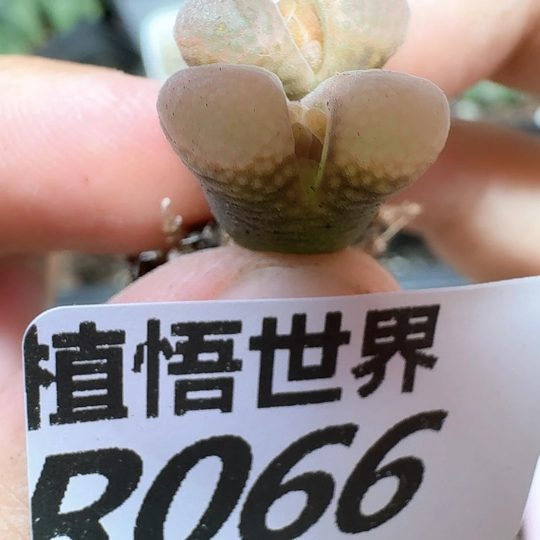 多肉植物的润泽wnnn