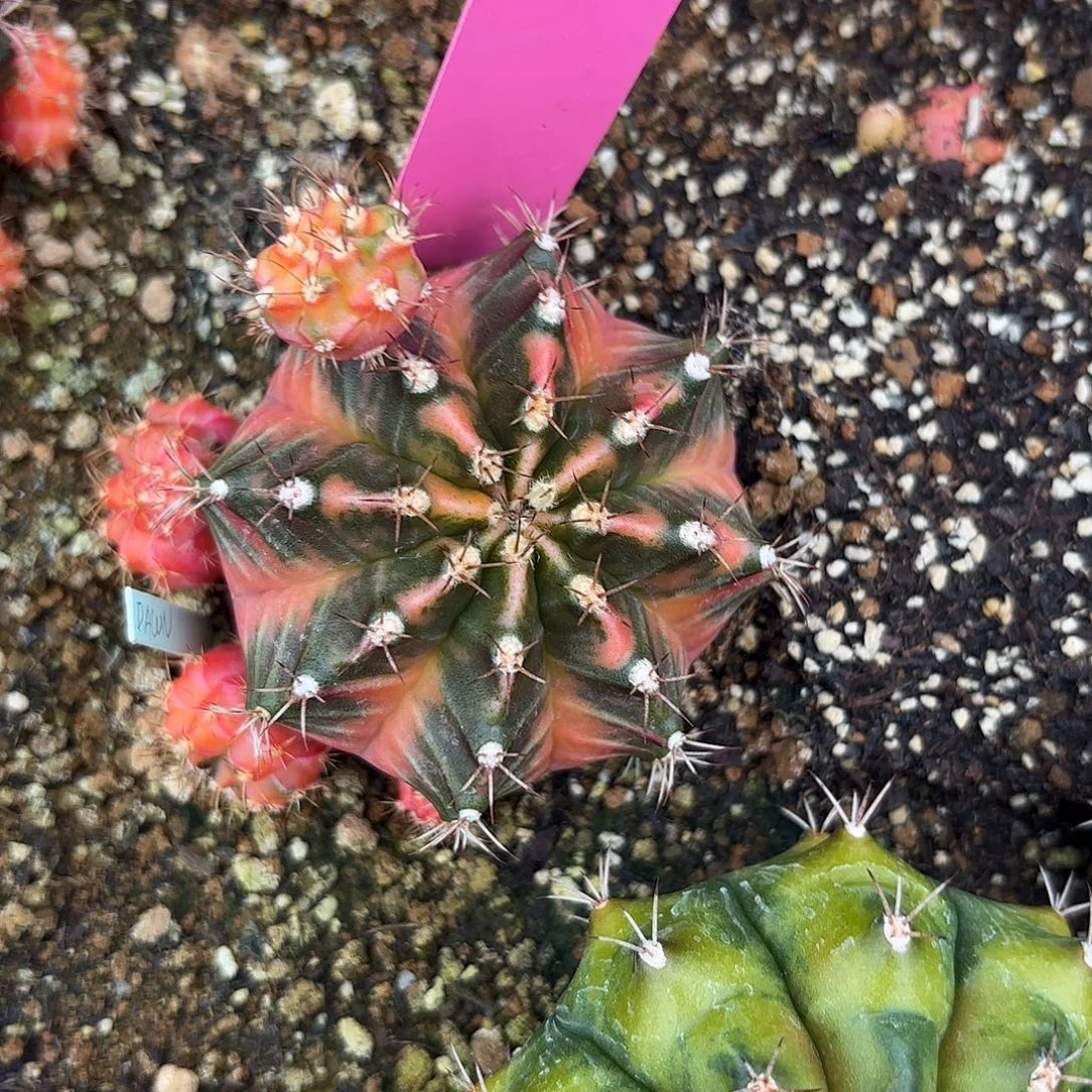 907-0917泰国发货 黎明