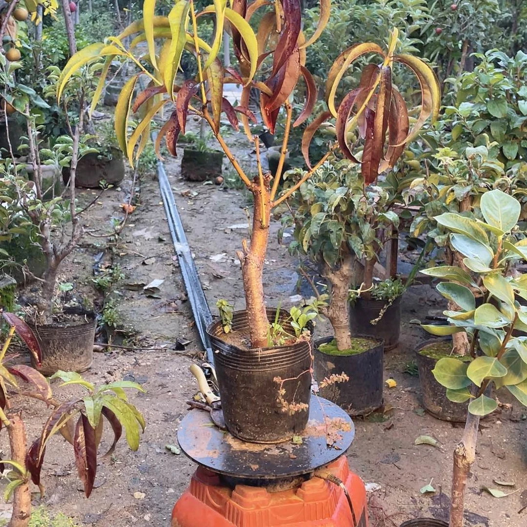 桃树一物一拍桃树