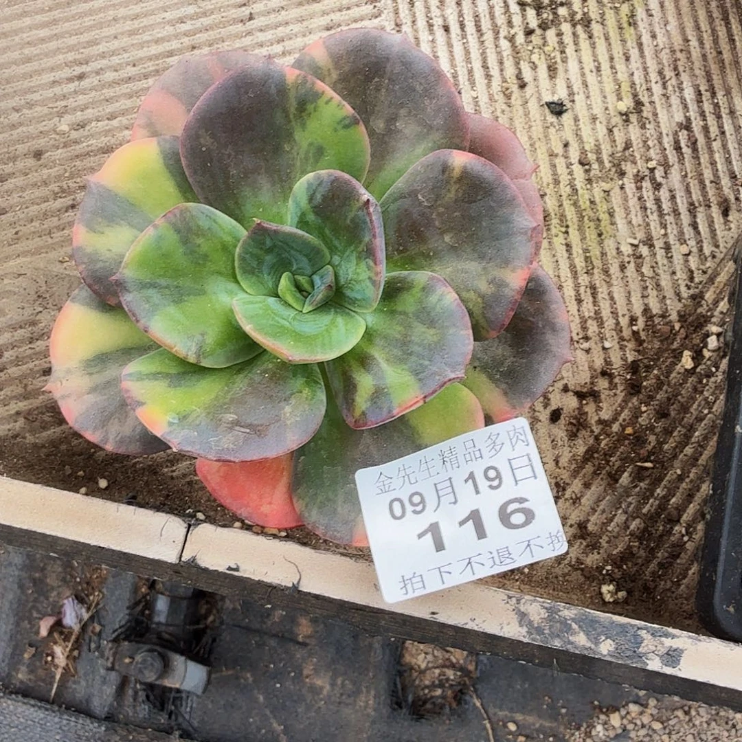 ´***0919-116布鲁门卡锦