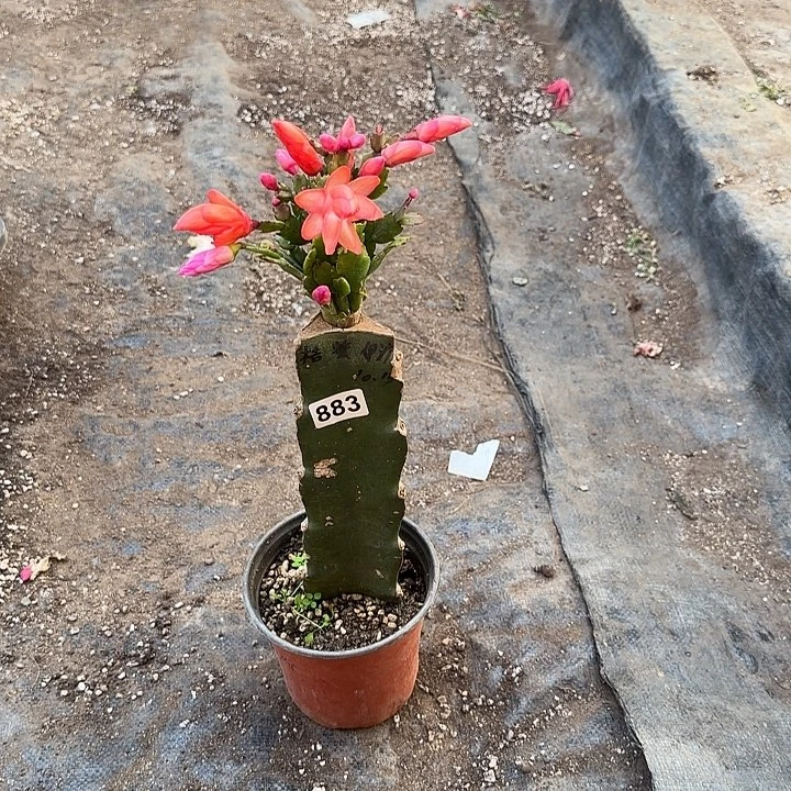 883嫁接蟹爪兰：橘紫粉三色