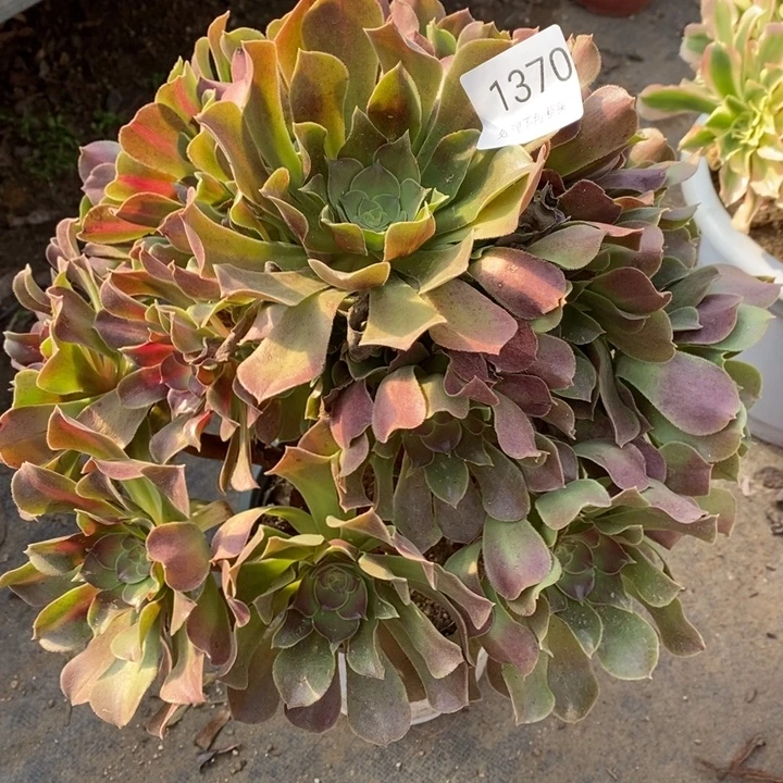 绍修玫瑰多肉断头不包1370