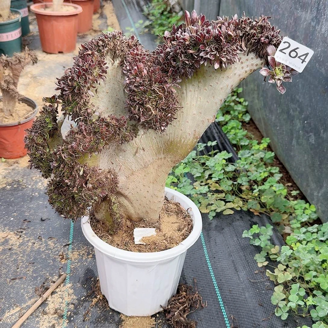 264黑法师一颗有伤