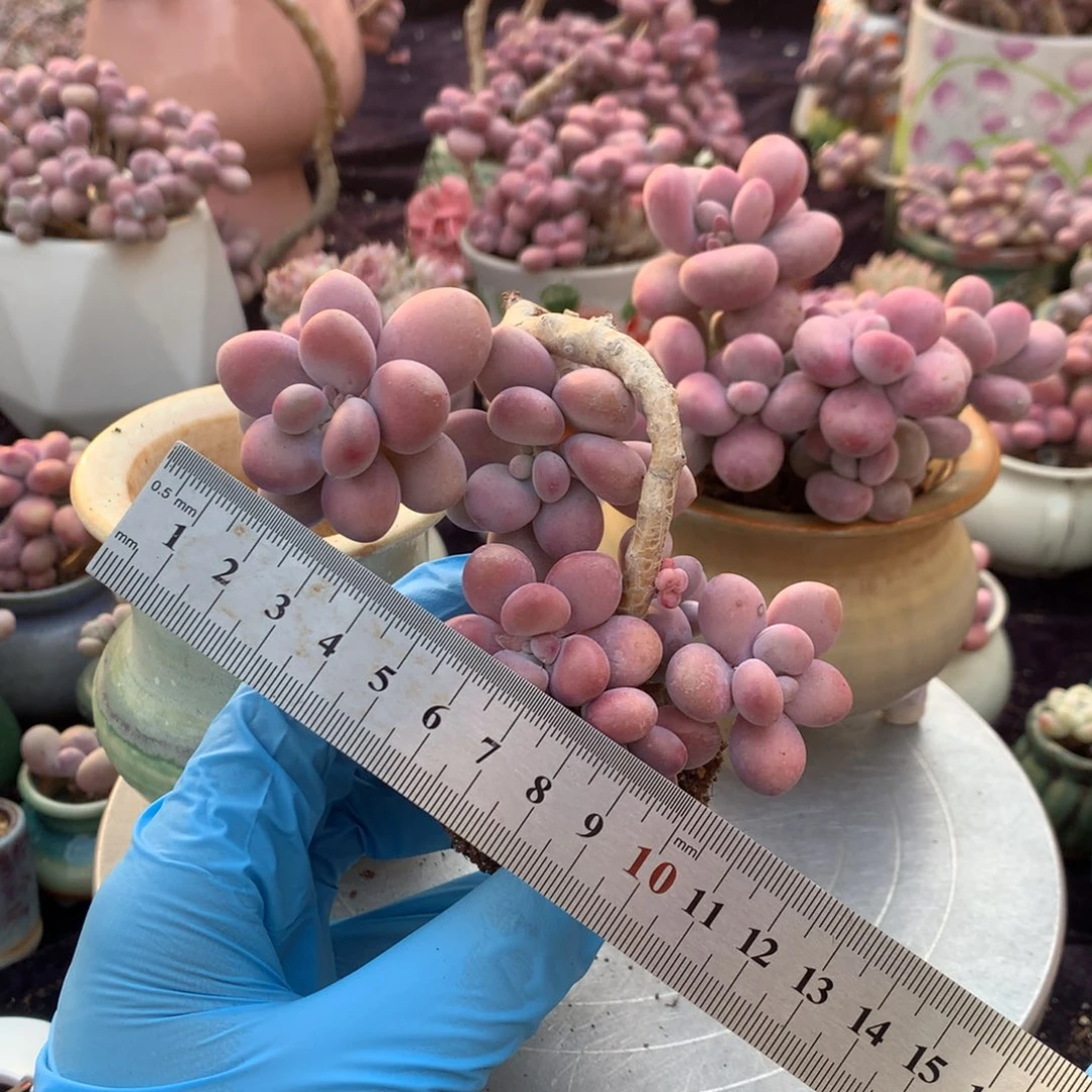 思*23号不带盆偏远的不包邮的