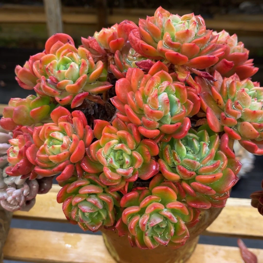 深***?67676737575757575886