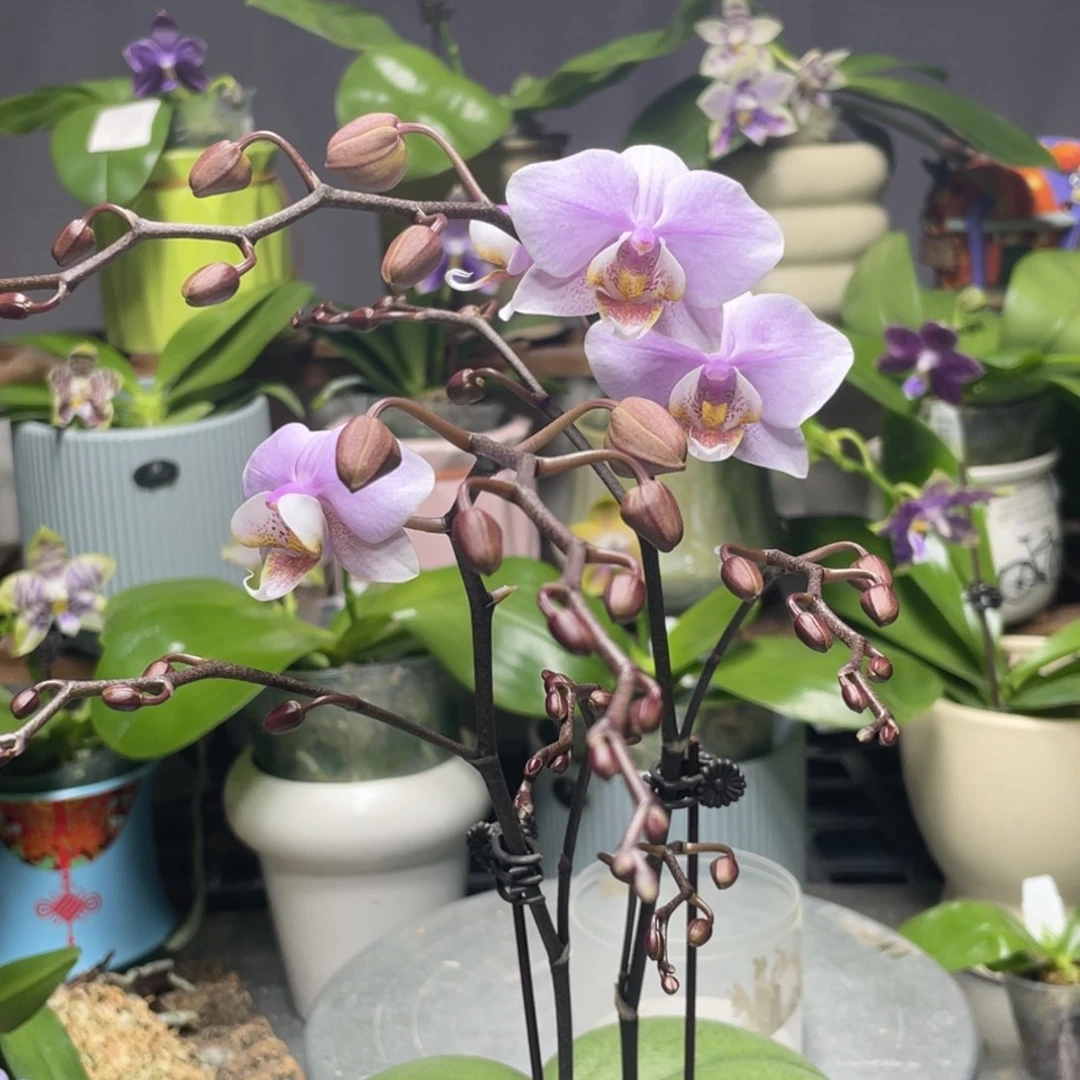 完全开放槟榔西施，3.5杯开花株，丰花，开爆后全天香