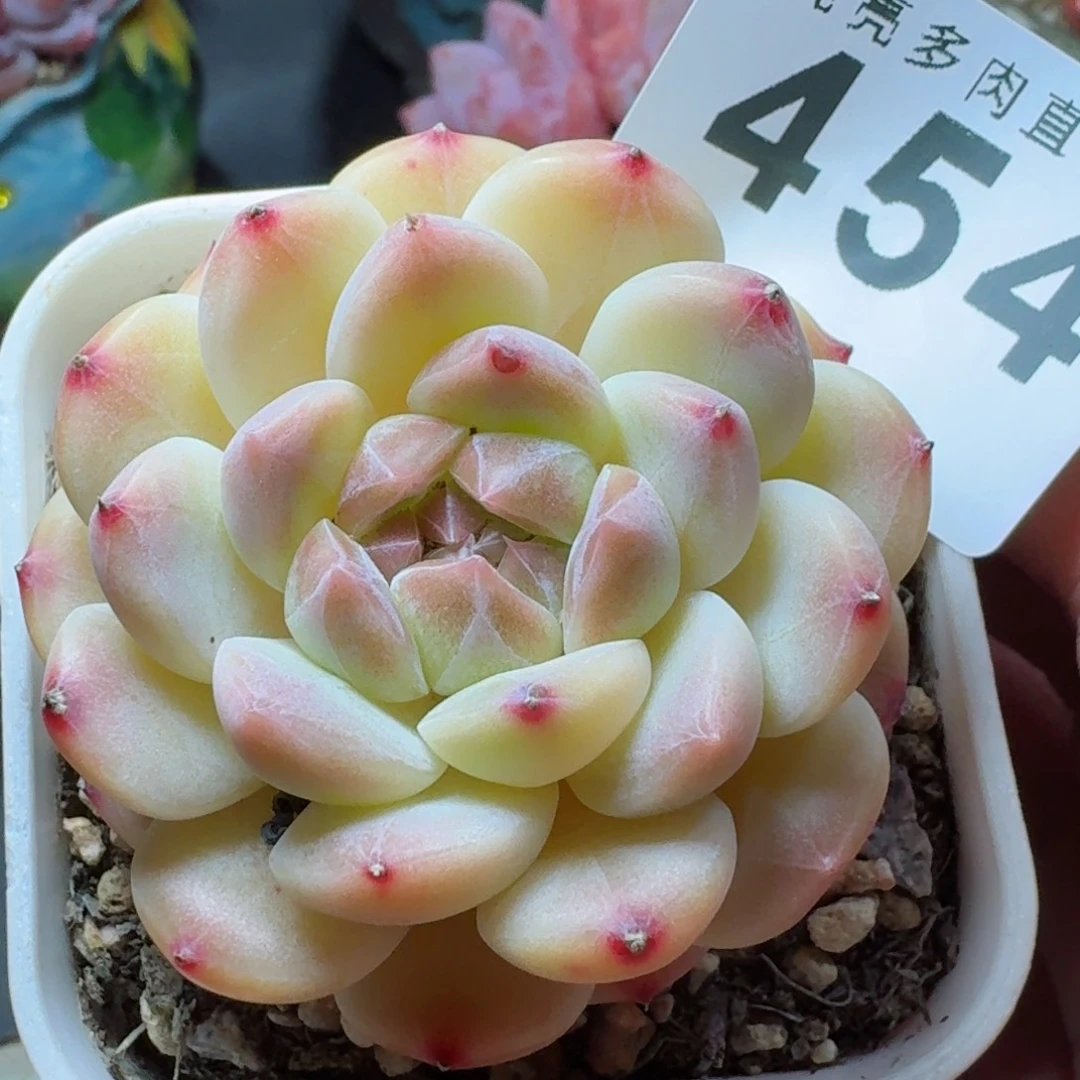 黄体冰魄          摇身一变高富帅，一夜暴富动作快