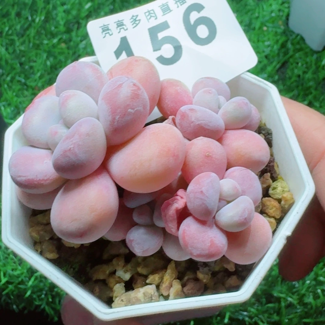 蔚***岚丸叶粉兔      愿你一路坦途，乘风破浪展宏图