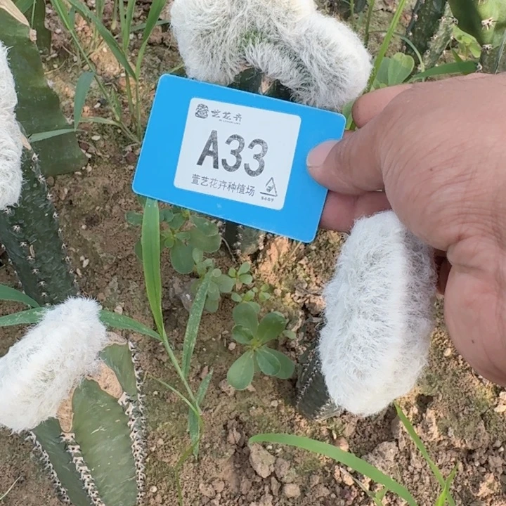 完全开放嫁接白发虾一颗发货