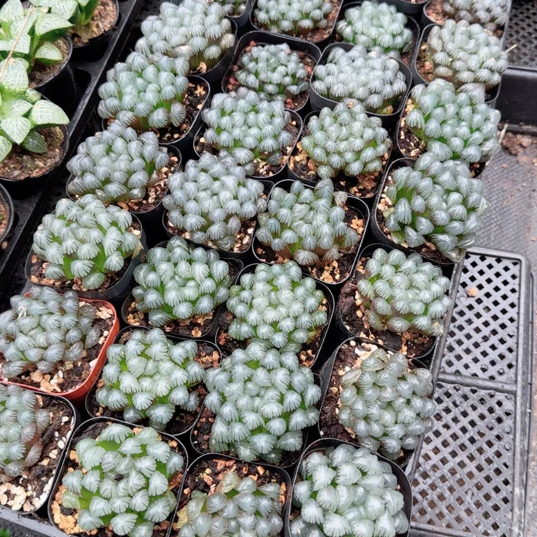 潘氏冰灯玉露多肉植物一颗